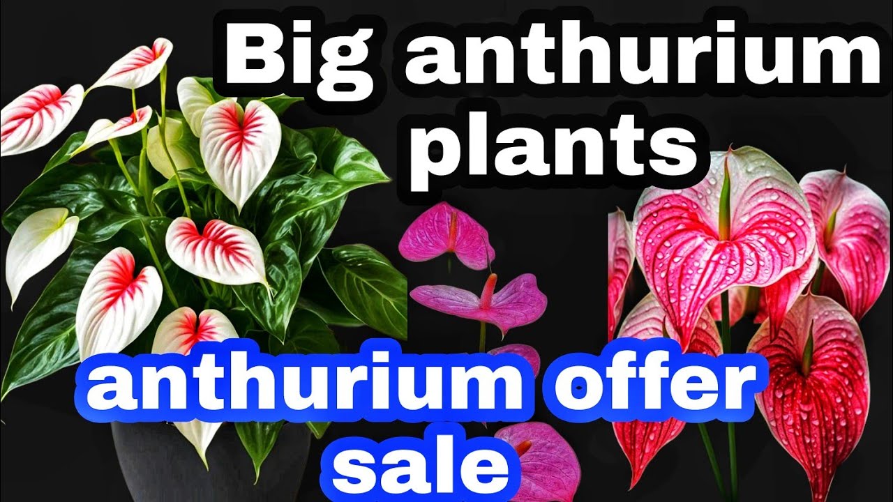 100 രൂപക്ക് anthuriun plants, കൂടാതെ big anthurium plants sale #anthuriumplant #anthurium