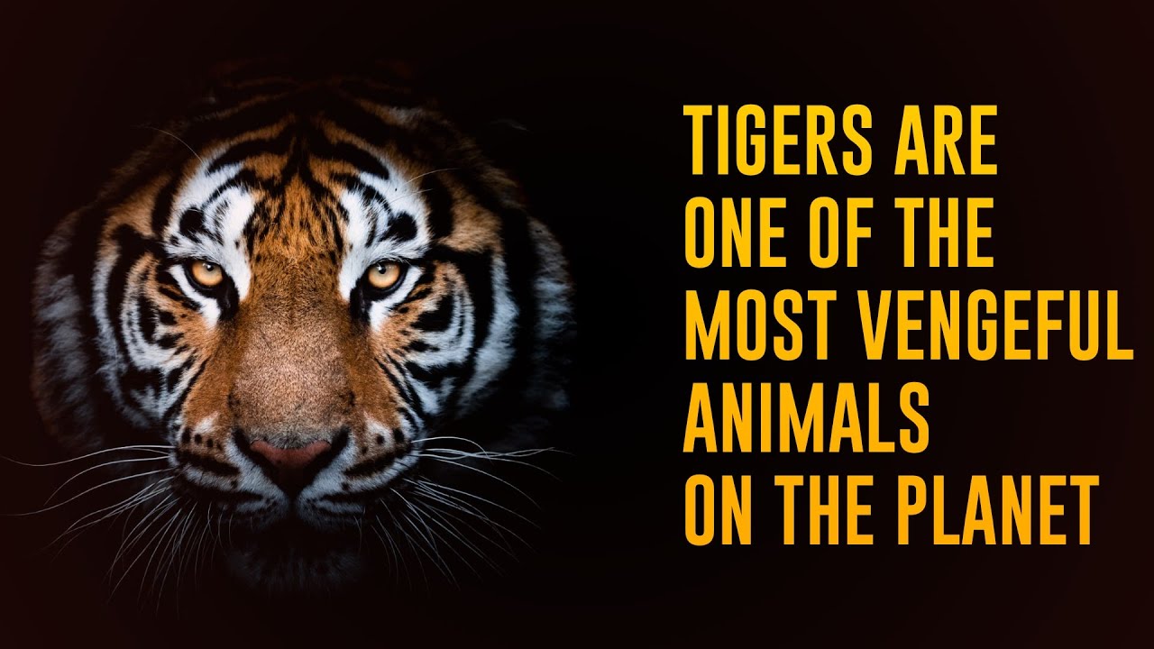 12 Incredible Facts About Tigers