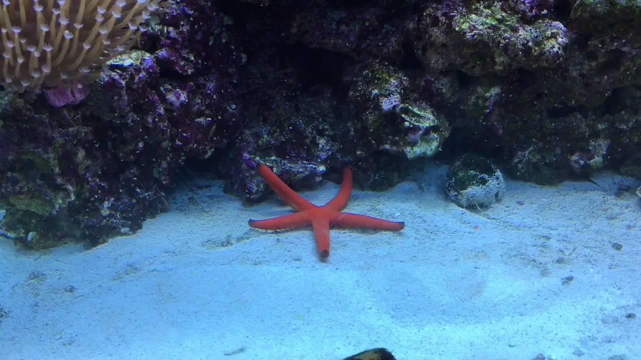 Real reef rock 4 months old
