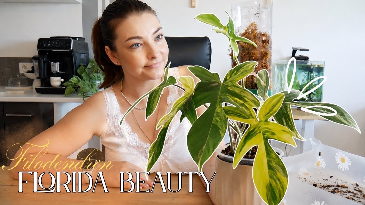 F. Florida Beauty na paliku | Jak się ma roślina z Indonezji?🌿😍