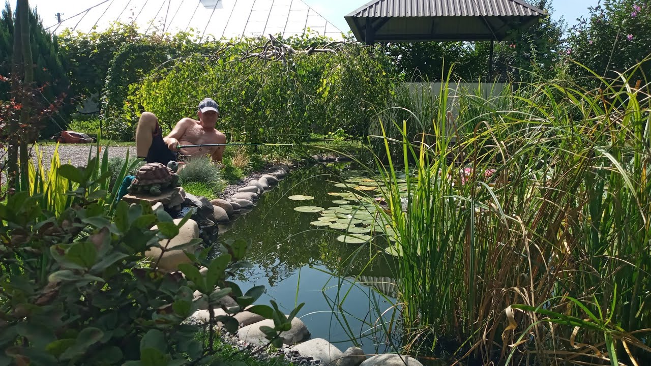 🎣 Карась з домашнього ставка. Наловив, пожарив, з'їли 🤪 Очищення води ч.2