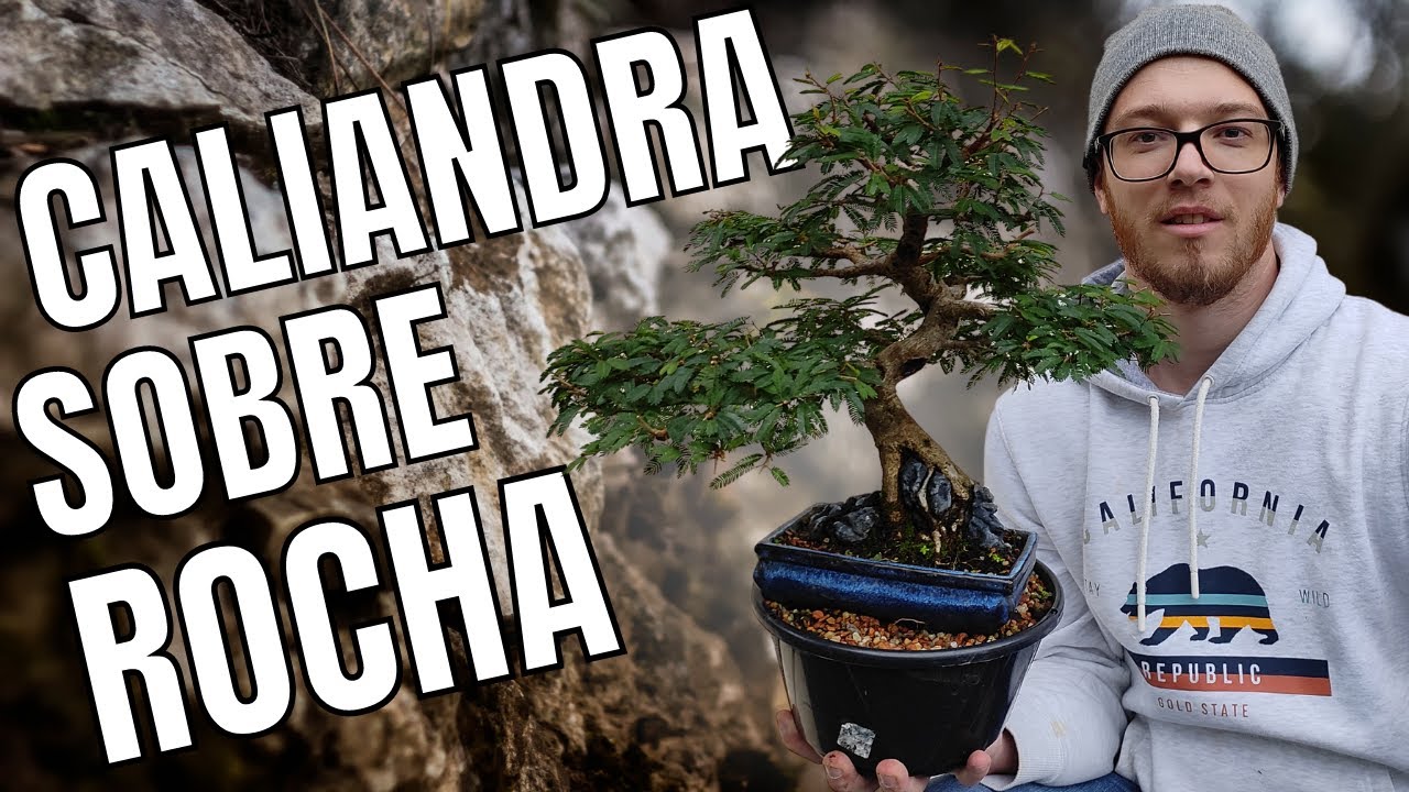 #2 BONSAI CALIANDRA SOBRE ROCHA