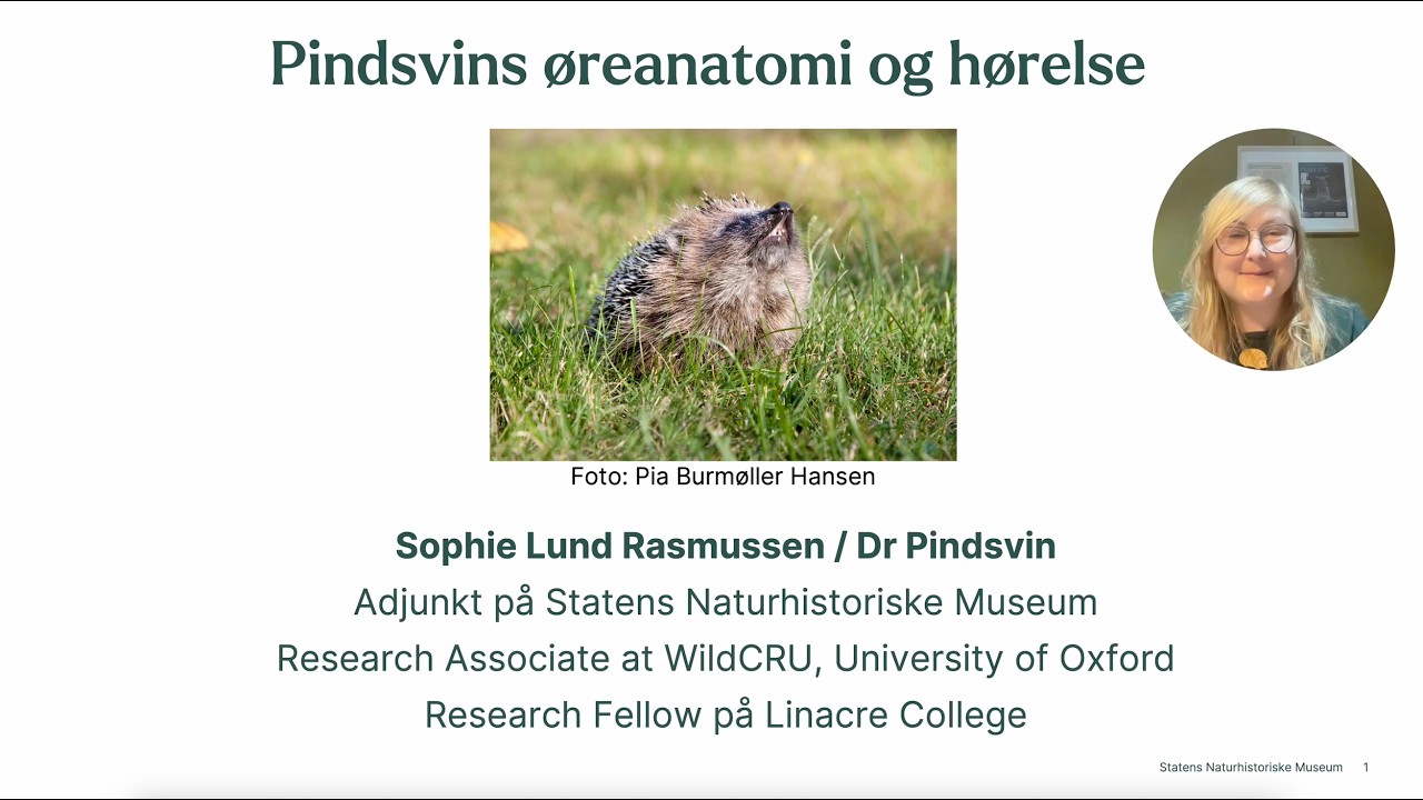 Pindsvins øreanatomi og hørelse