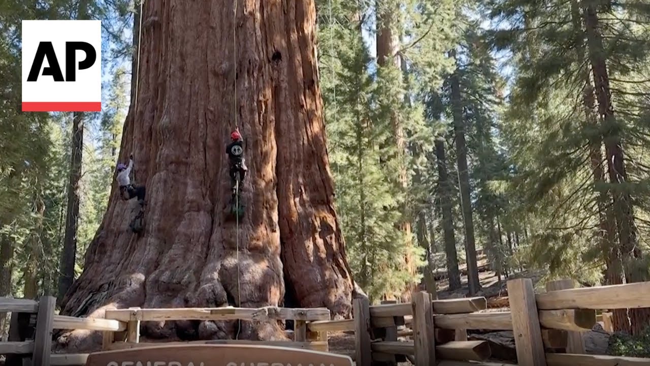 World’s largest tree, General Sherman, passes health check but faces climate threats