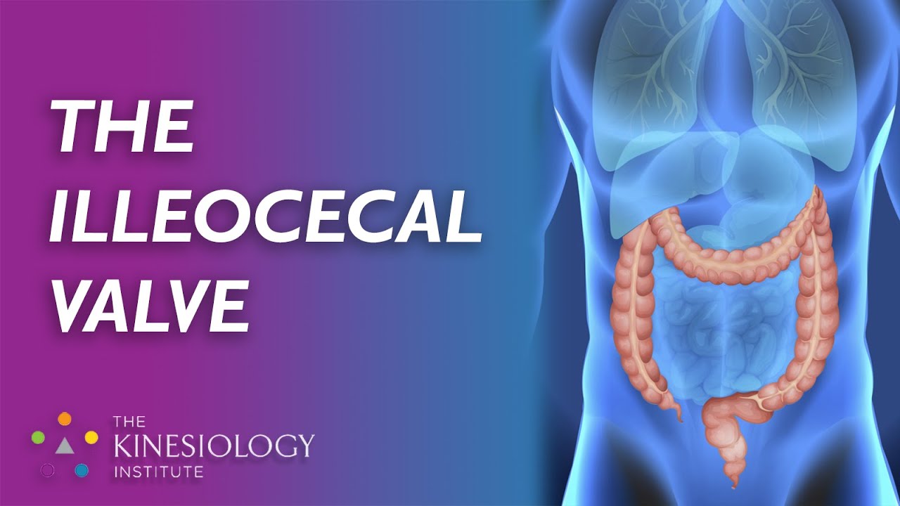 The Illeocecal Valve | Fundamental Kinesiology
