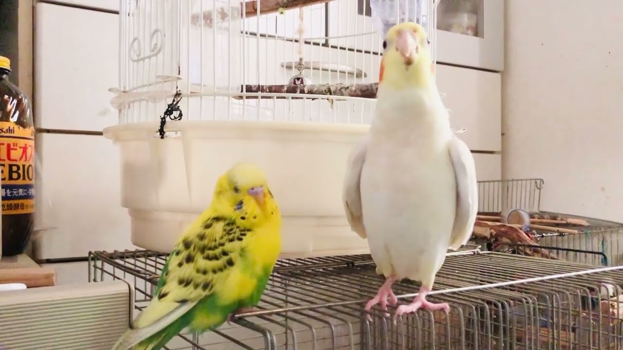 お母さんが雛に歌ってあげてるみたい☺️