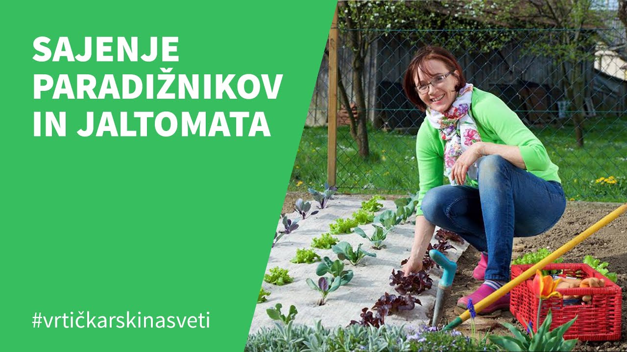 SAJENJE PARADIŽNIKOV IN JALTOMATA, Metka Ternjak Gomboc