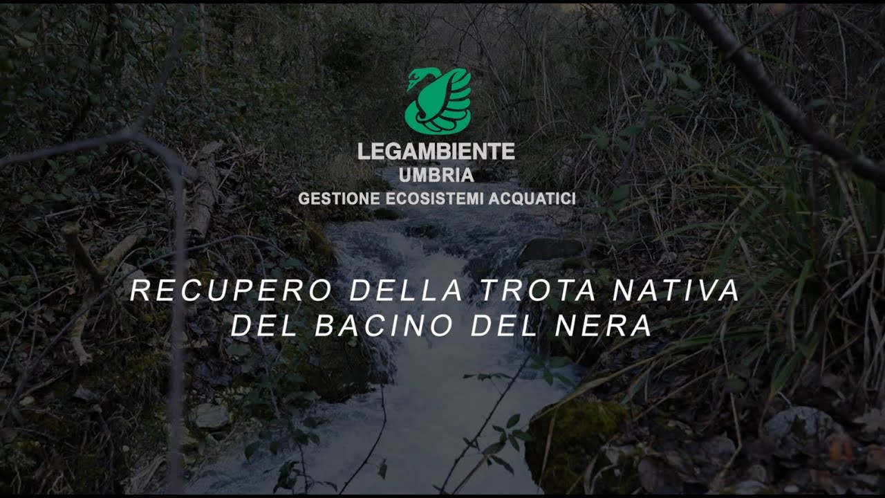 Riproduzione della trota mediterranea nel Centro Ittiogenico di Borgo Cerreto