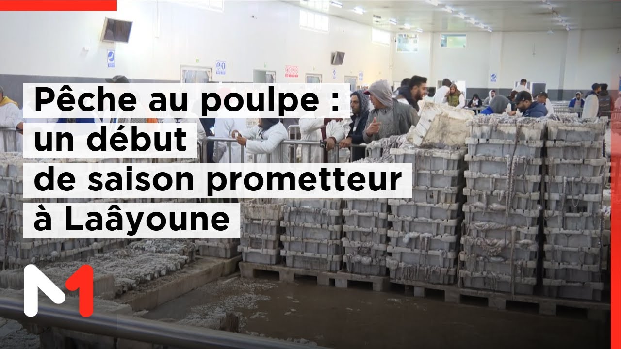 Pêche au poulpe : un début de saison hivernale 2026 sous des indicateurs très encourageants