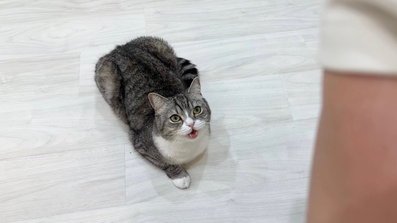イタズラしても可愛く泣けば何でも許されると思ってる猫が可愛すぎましたw