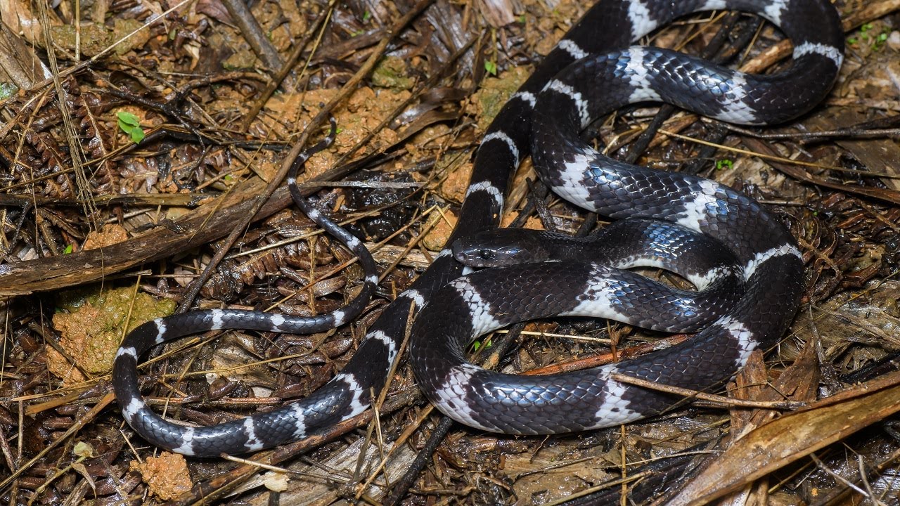10 Wild Animals in Thailand