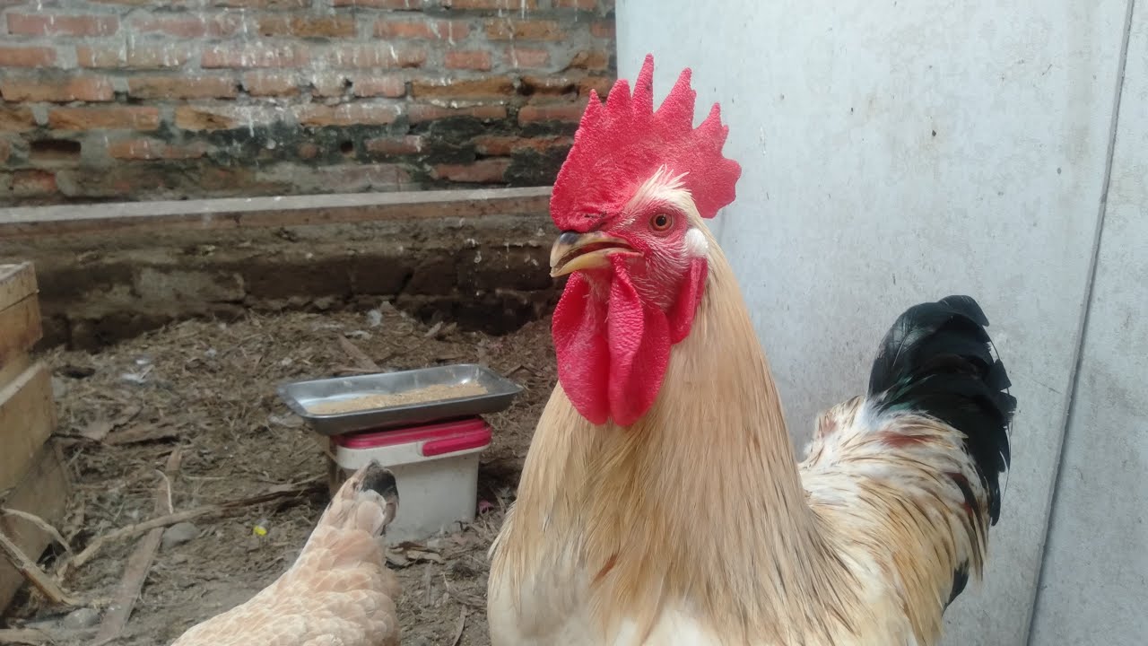 MULAI BETERNAK MAKAN PAGI