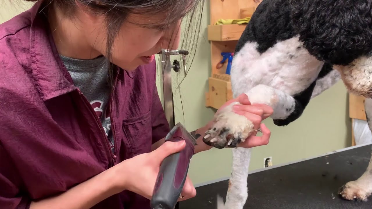 Clean Face & Feet Demo on a Standard Poodle with Emily Ft. Diesel and New Poodle Puppy, Donny!