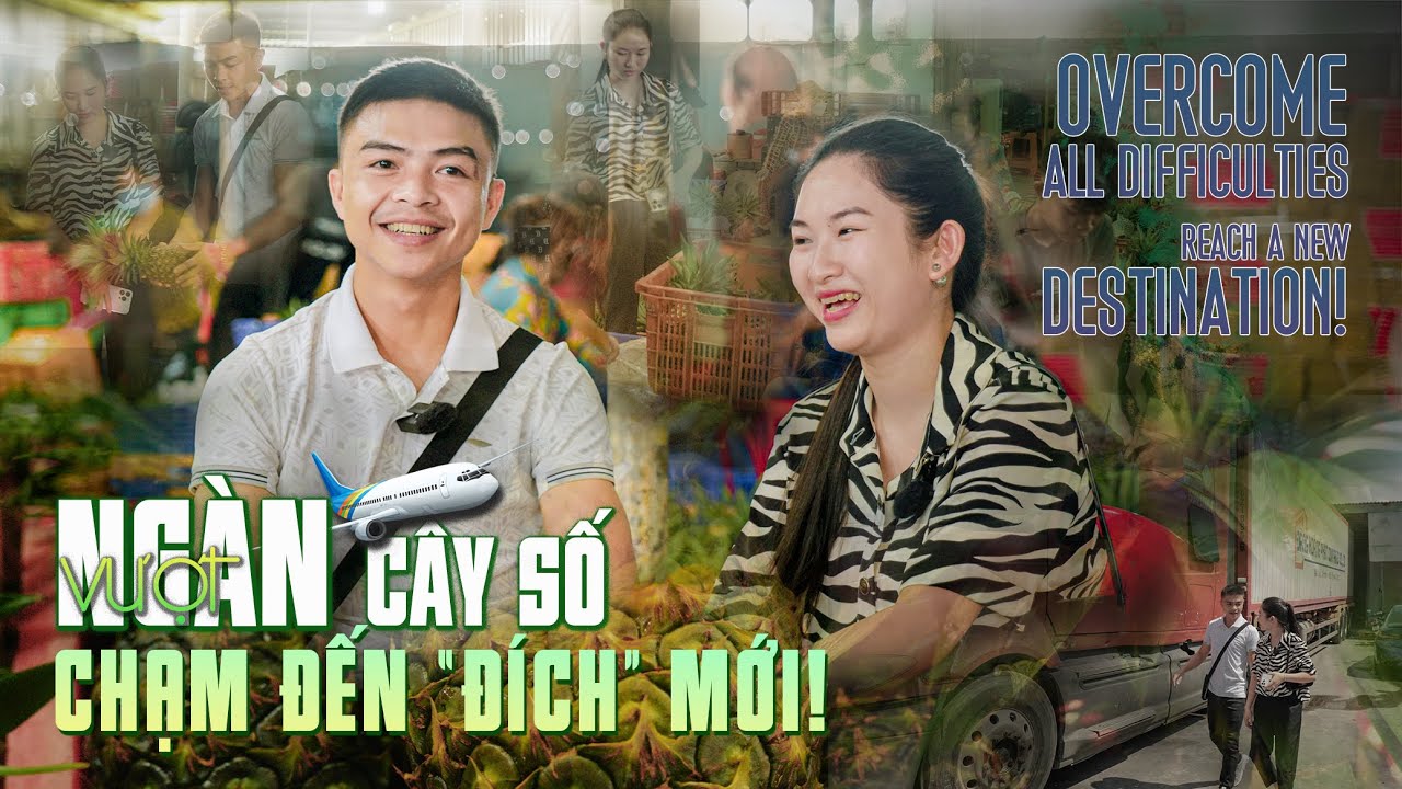 VƯỢT NGÀN CÂY SỐ để đến ĐÍCH của vc Lan Anh  - phương pháp xuất khẩu dứa (khóm) - VIETGO