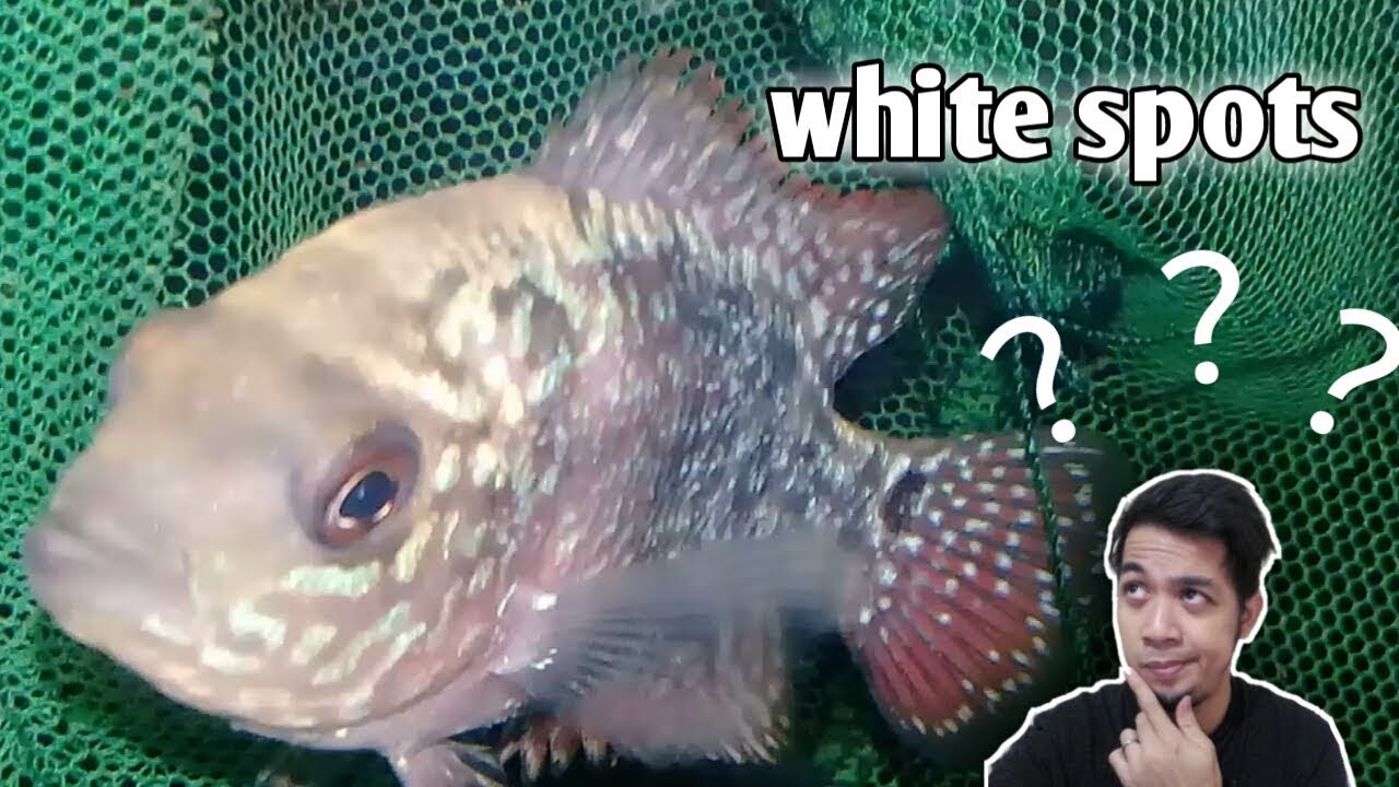 FLOWERHORN CARE | how to cure white spots/ich (tagalog with eng sub) -hendrix backyard