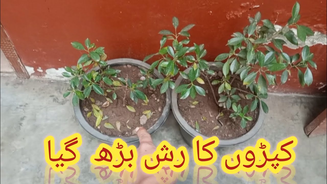 KAPRON KA RASH BUHAT BARH GAYA || AMI KE KAM HOA MUSHKIL || ZAIBS DAILY ROUTINE 