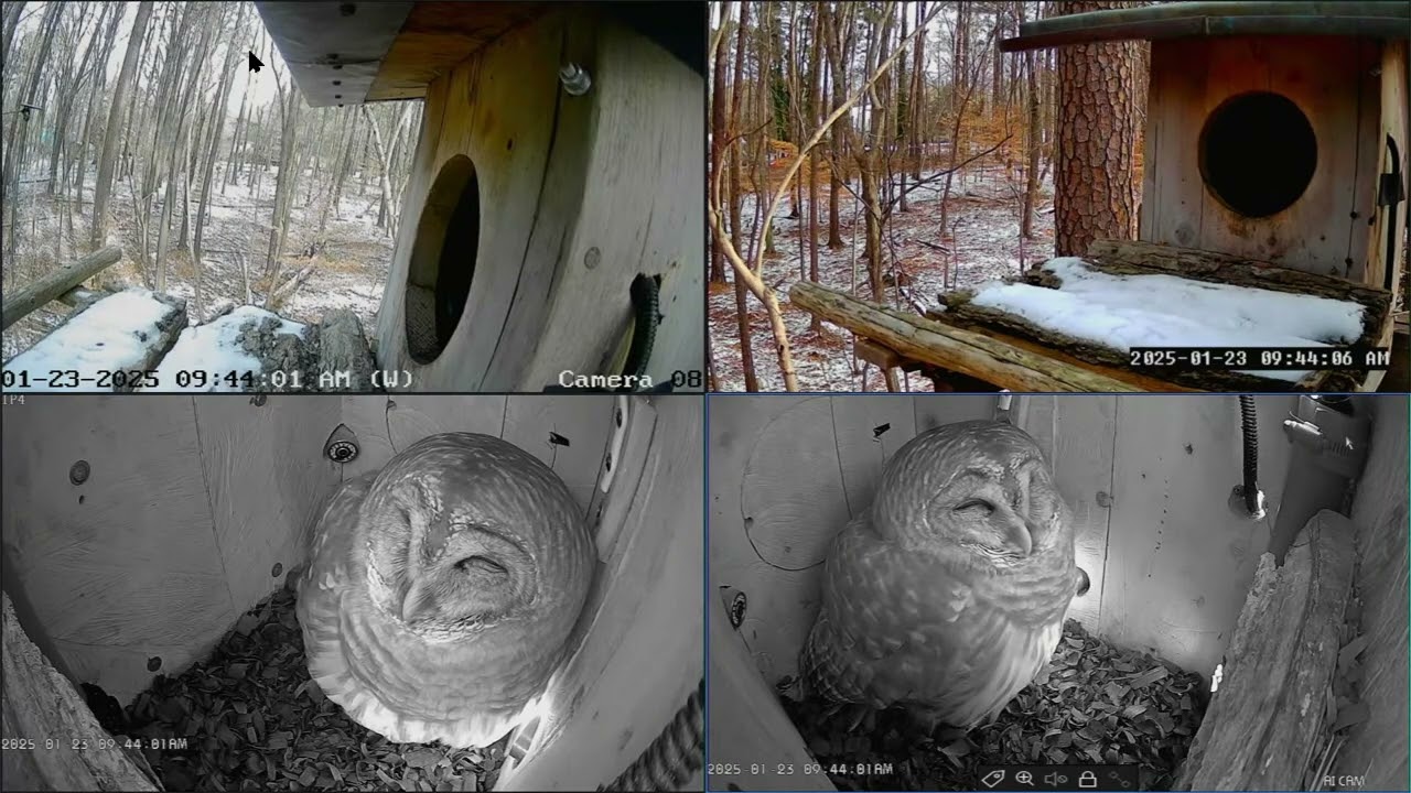 Daytime Mama Visit, January 23rd 2025, Barred, Owl, Leesville Owls Live Stream