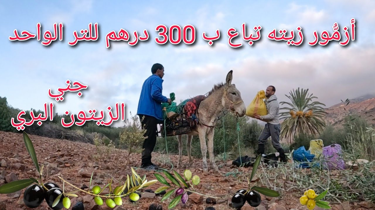 جني الزيتون البري مع فلاح من دوار أمنوذ الحسيمة