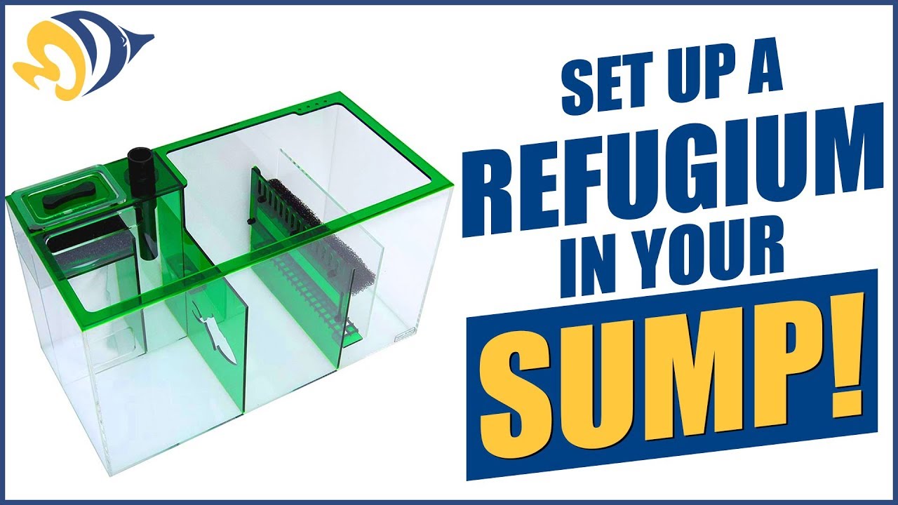 How to Set Up a Refugium Inside Your Sump