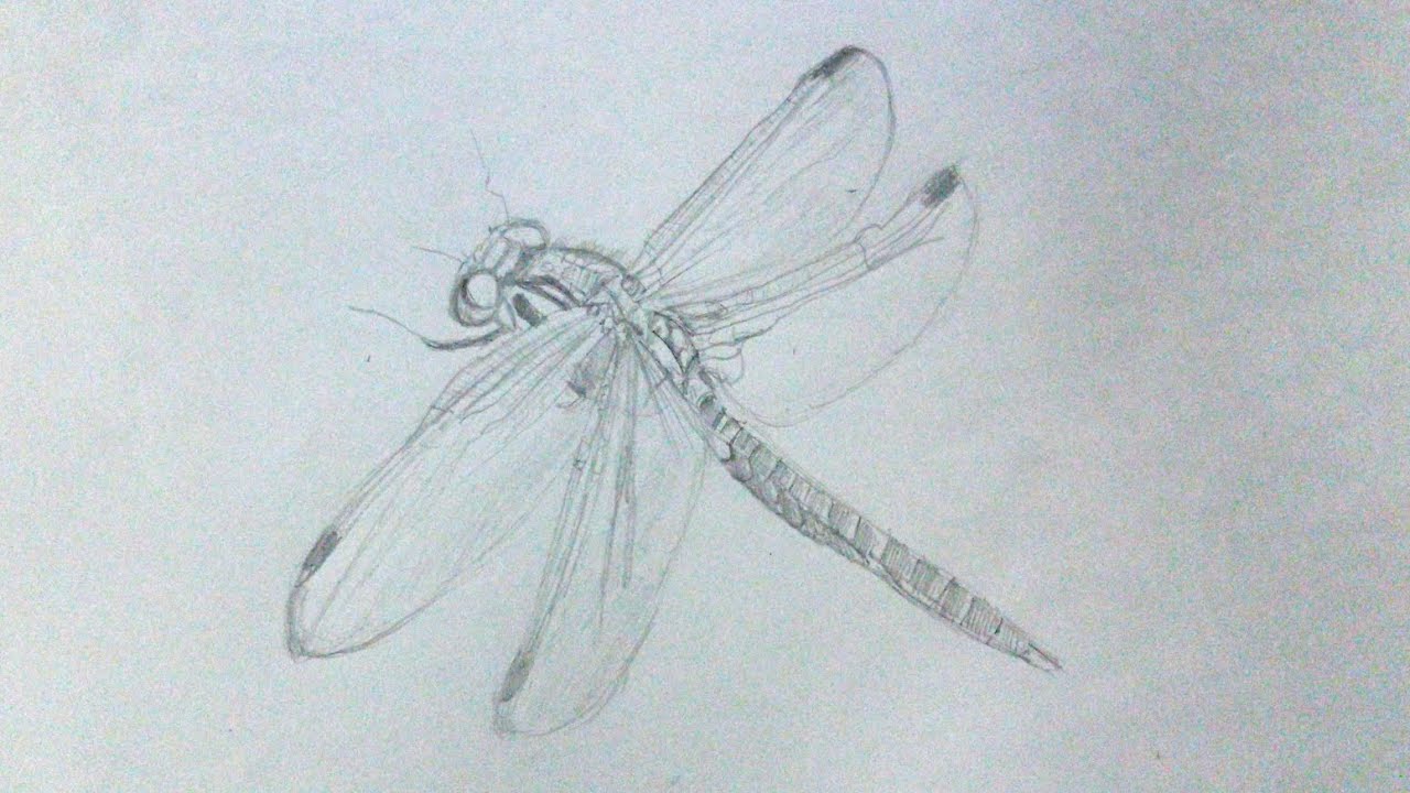 วาดรูปแมลงปอแรเงาด้วยดินสอ Draw a shaded dragonfly with a pencil. 