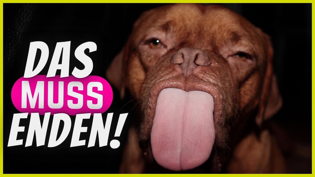 6 Hunde-Verhaltensweisen, die du niemals tolerieren solltest