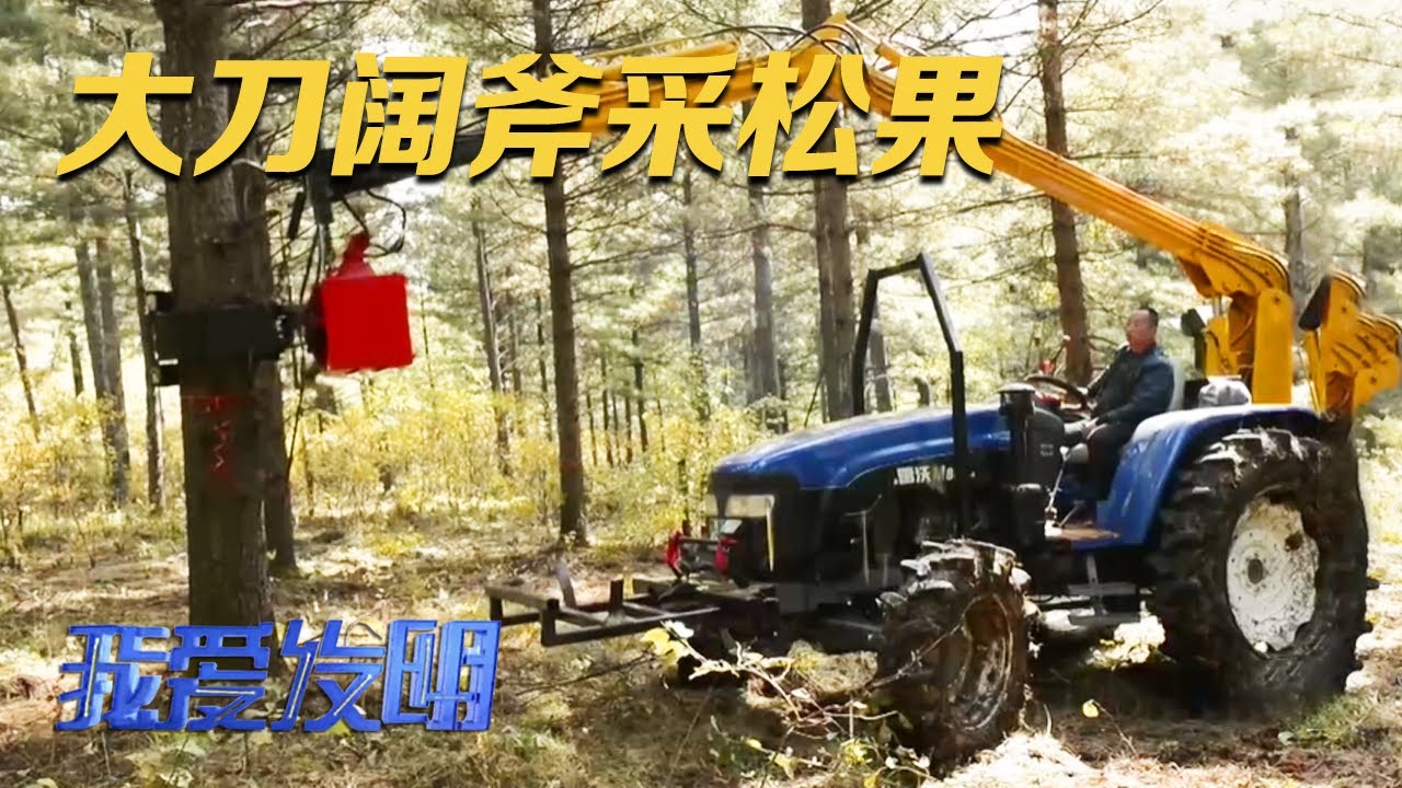 大手臂采小松果，粗中有细！这台松果采摘机的精度很高，无需人工上树，动动手指松果自动掉下来！|「我爱发明」20231020