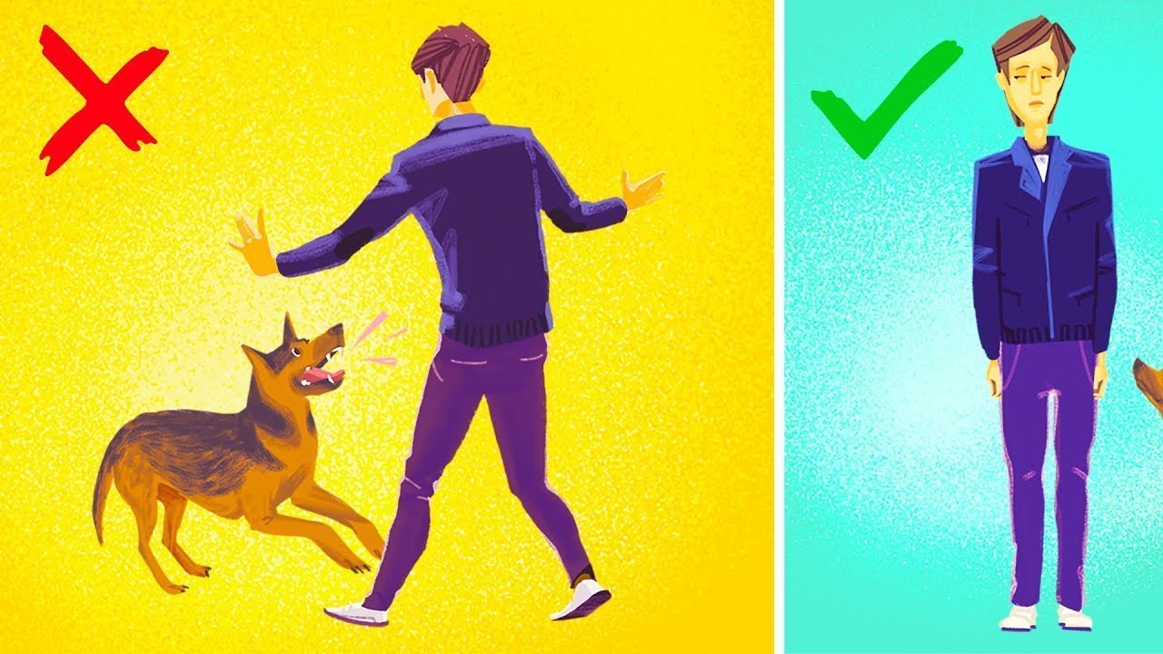 Comment Survivre à L’attaque D’un Chien ?