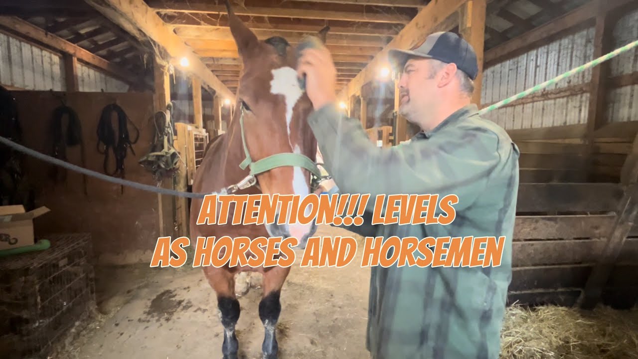 Внимание!!! И уровни интенсивности для лошадей и всадников. #тяжеловоз