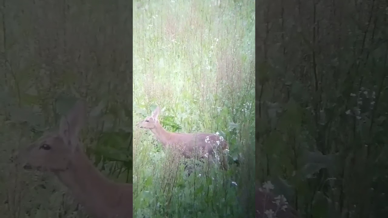 Die Ricke ruft ihr Kitz ...