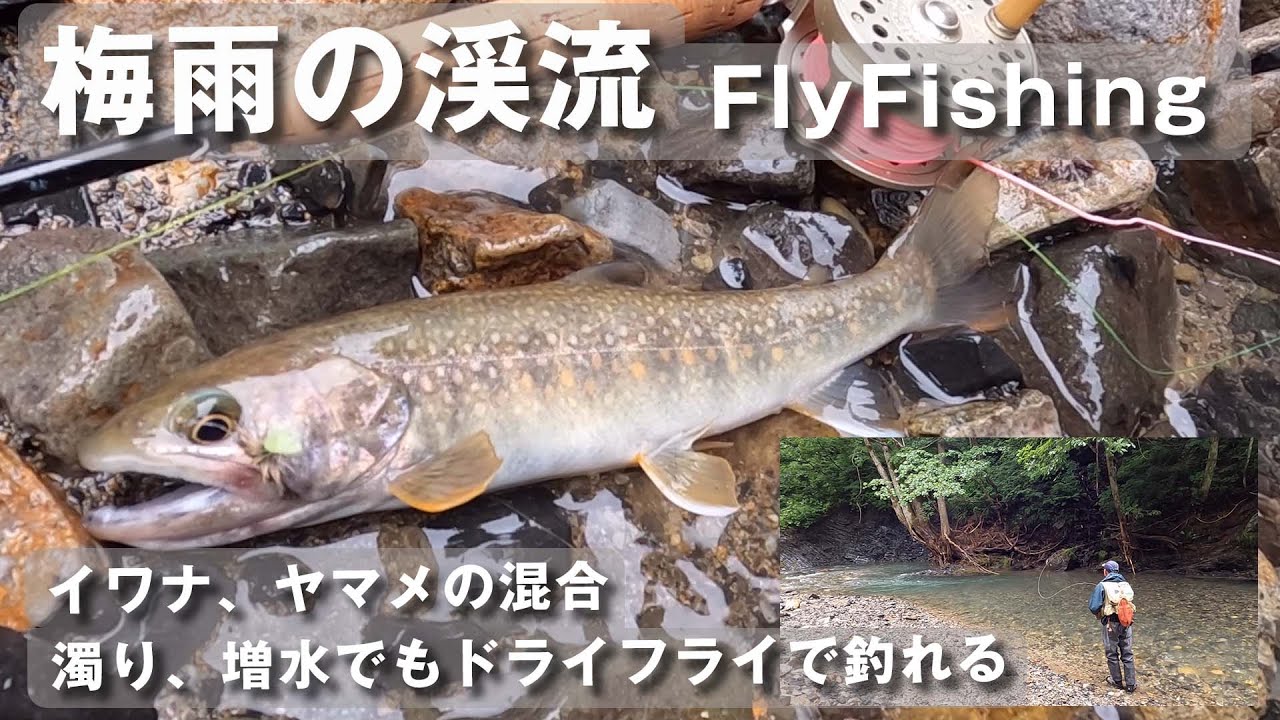 イワナとヤマメ両方釣れた、もどり梅雨の渓流ドライフライフィッシング