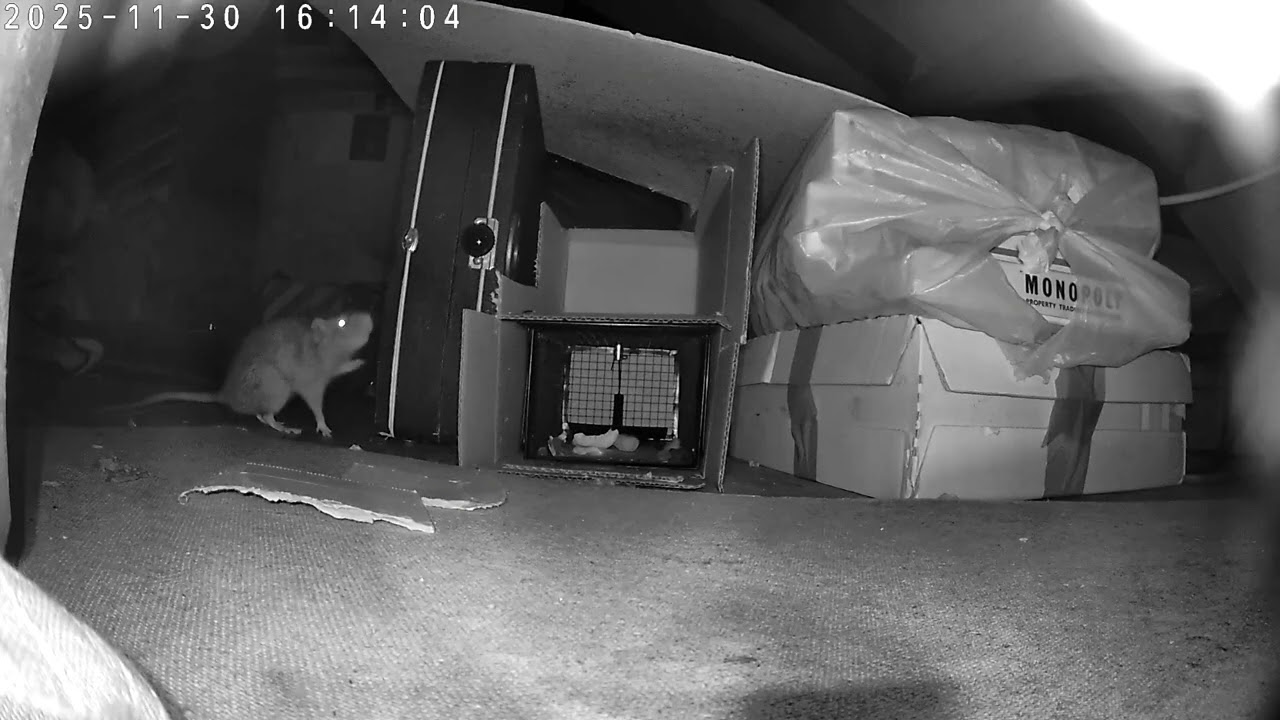 Rats final visit 