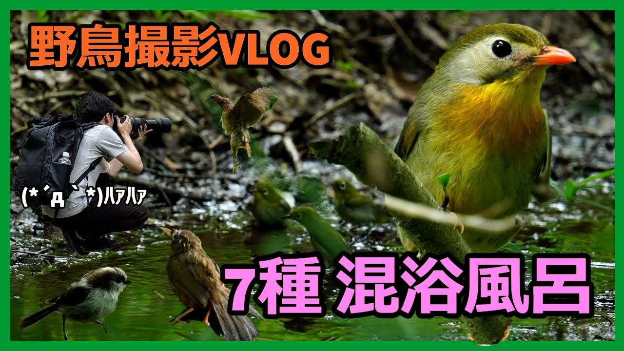 野鳥撮影Vlog | すごいものが撮れました　野鳥の水浴び　7種混浴風呂　平山城址公園」 | メジロ、ソウシチョウ、コジュケイなど | Birdwatching shot on SONY a7Ⅳ