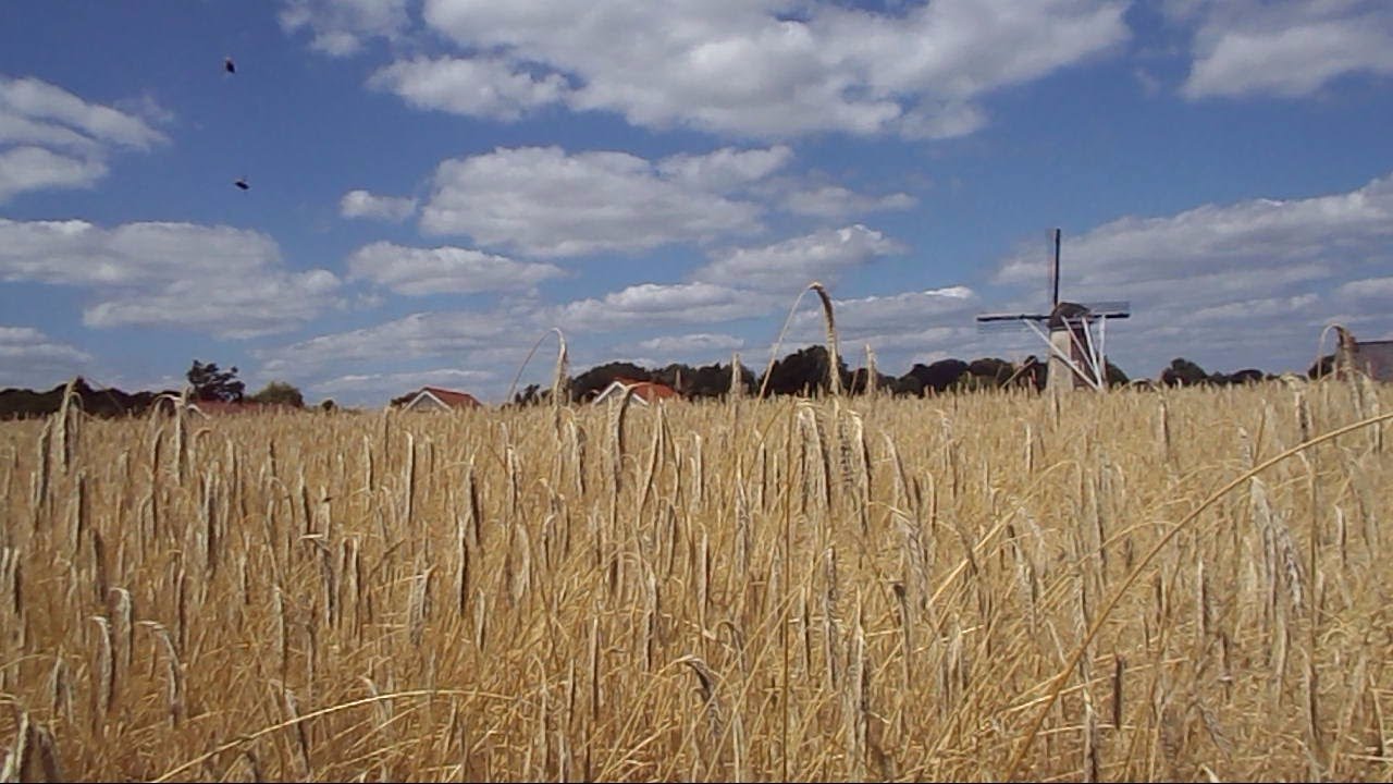 Fields Of Gold ~ Acoustic ~ Sting Cover ~ LYRICS