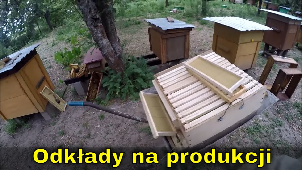 Najsłabsze rodziny na pasiece dostają nadstawki 2 tygodnie przed lipą.