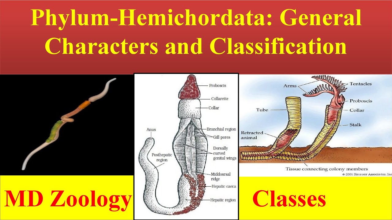 Hemichordata | Phylum hemichordata | Hemichordata General characters and Classification