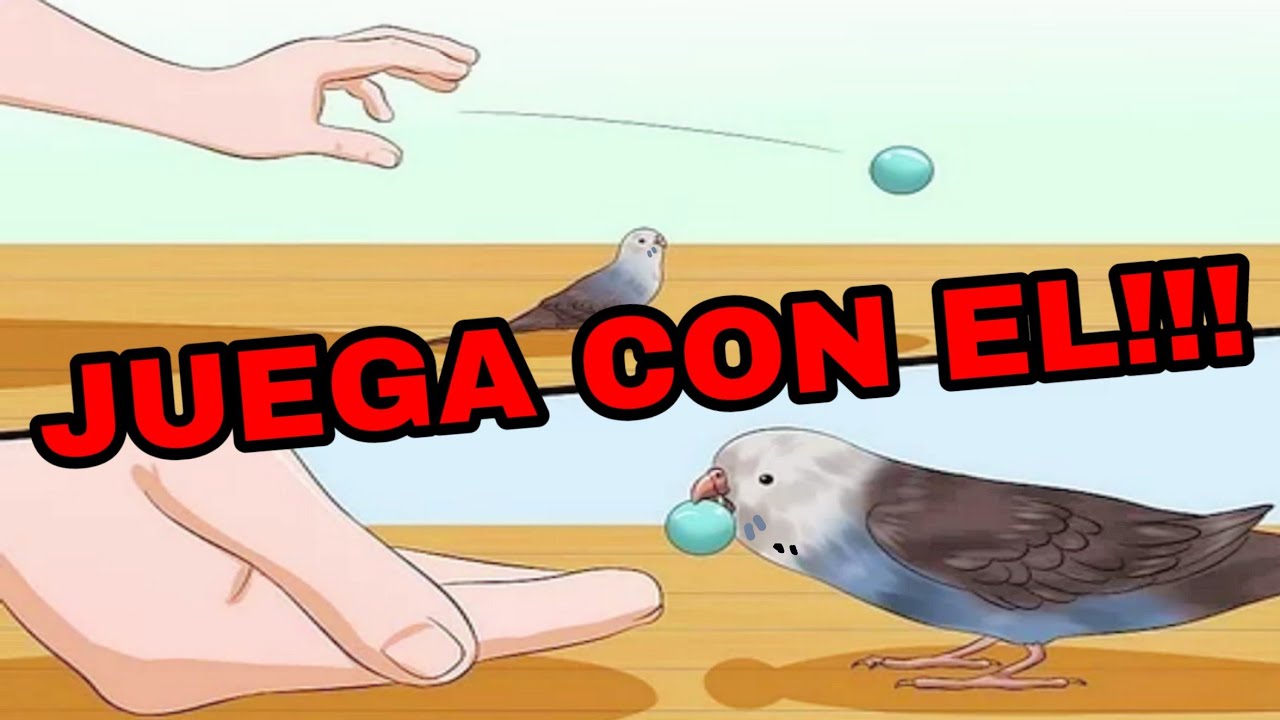 C&Oacute;MO JUGAR CON TU PERIQUITO