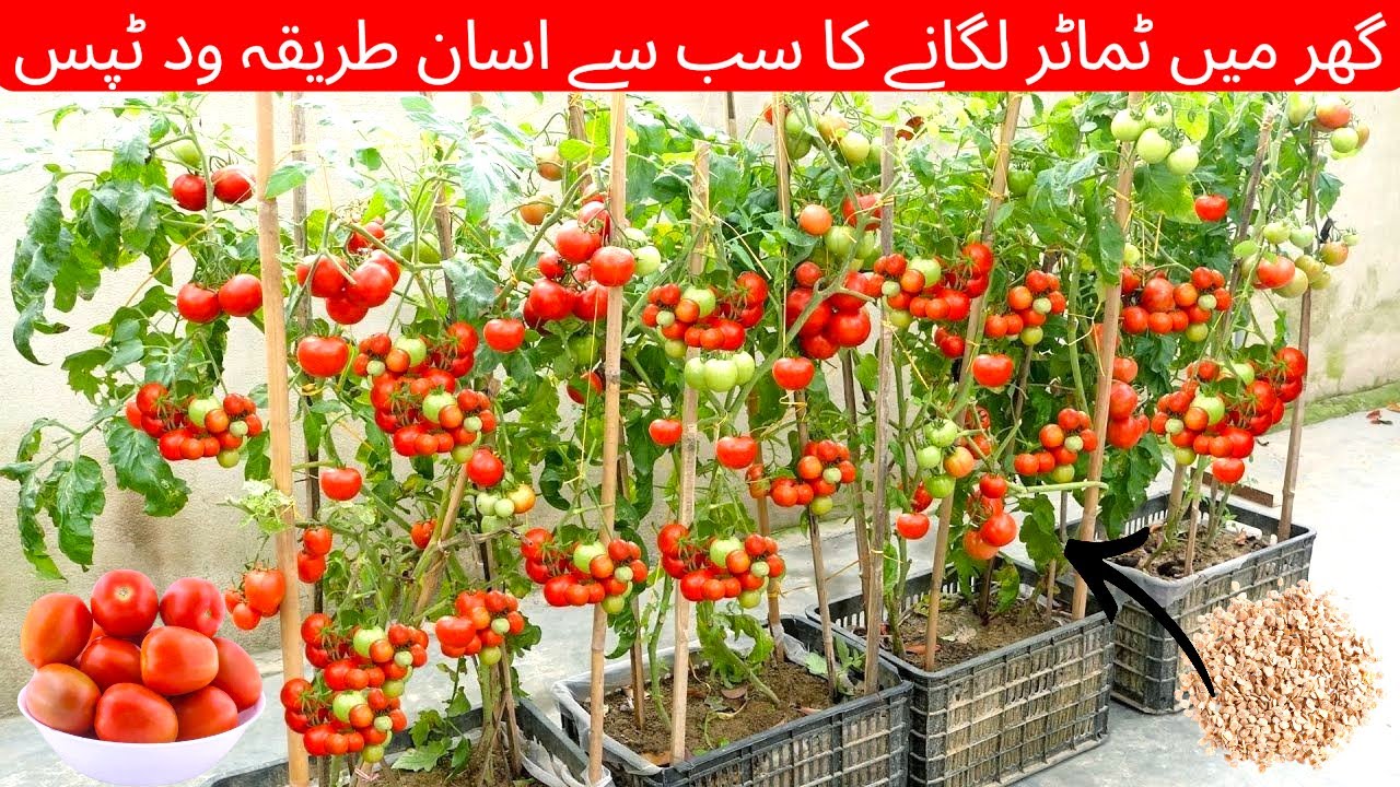 How to Grow Tomatoes at Home | Easy Tomato Growing Method | High Production Tips | Green Faisalabad
