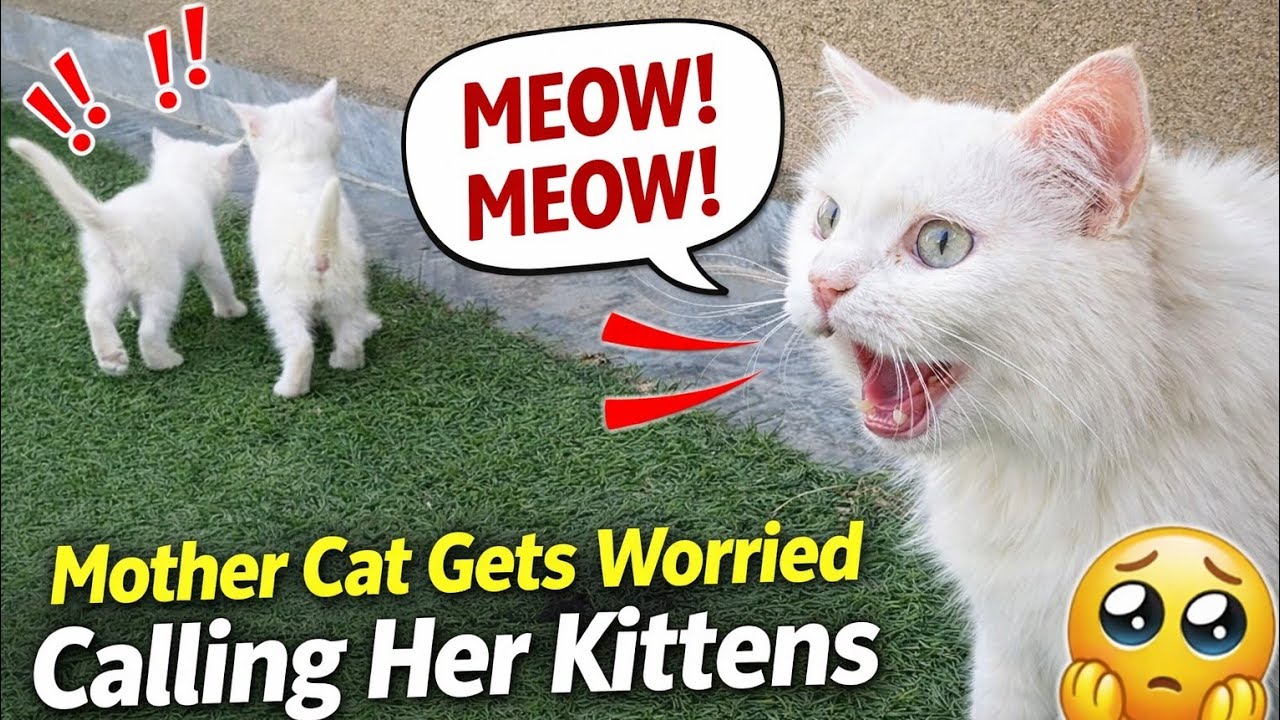 Mother Cat Gets Worried Calling Her Kittens in Real Cat Voice 🐾📢