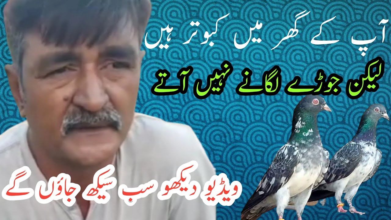 Kabootar Ka Joda lagane ka tarika
