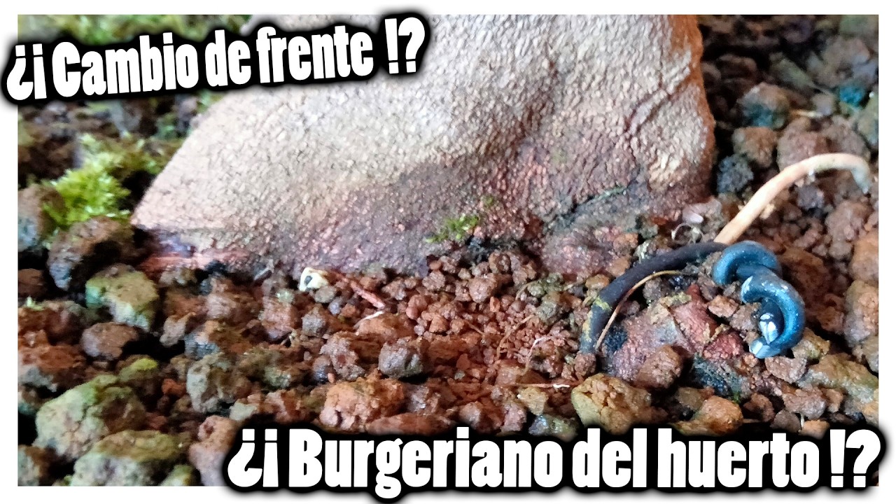 Mi primer burgeriano del huerto a maceta su trasplante del año 2025!