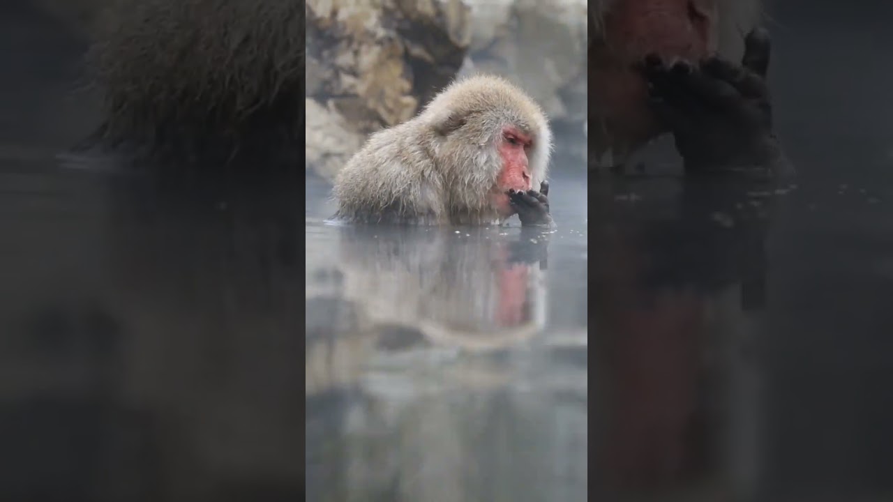 Monkey enjoying life