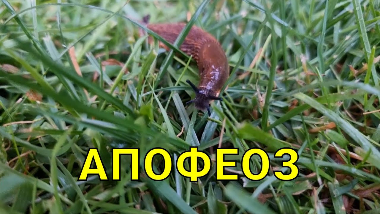 как избавиться от слизней на участке самый эффективный способ — это комплексный подход