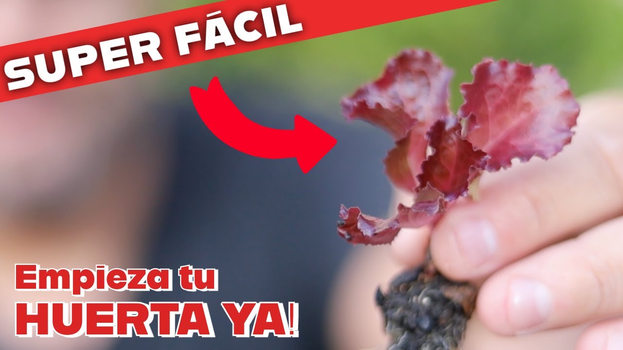 La hortaliza más fácil de cultivar en la huerta. Todos los secretos para tener una gran cosecha