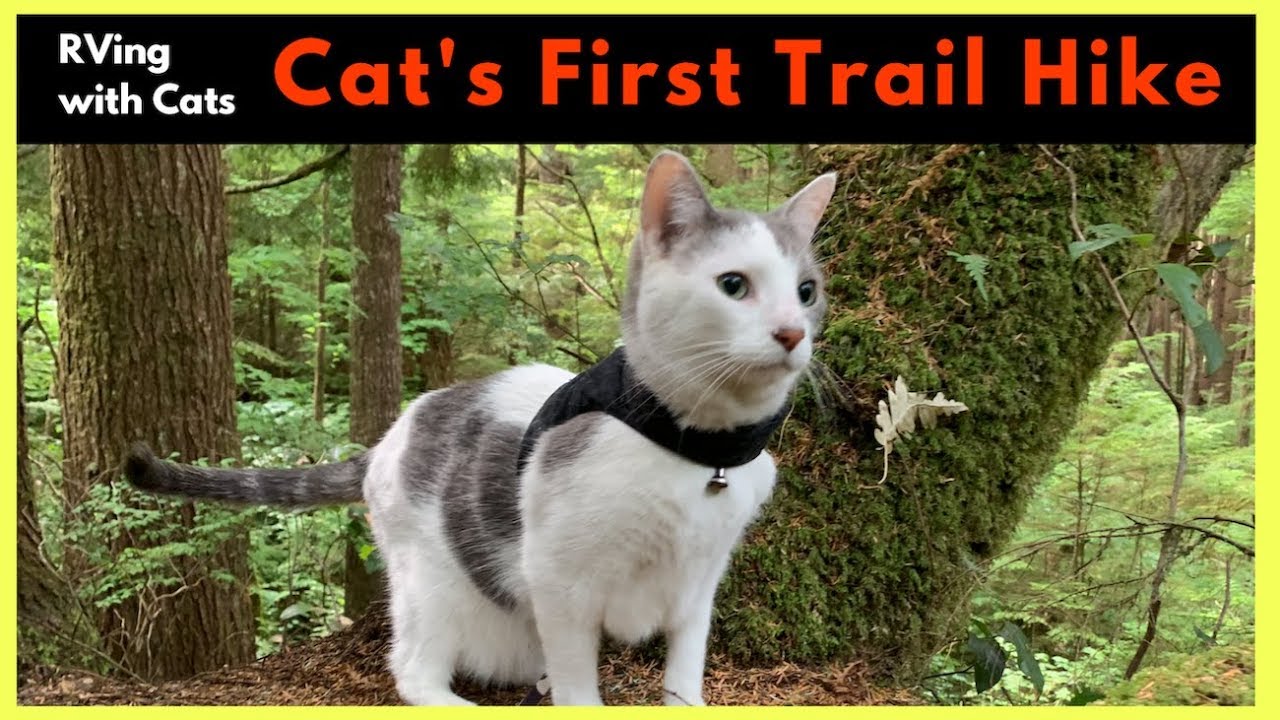 RVing with Cats: Take Your Adventure Cat on a Trail Hike