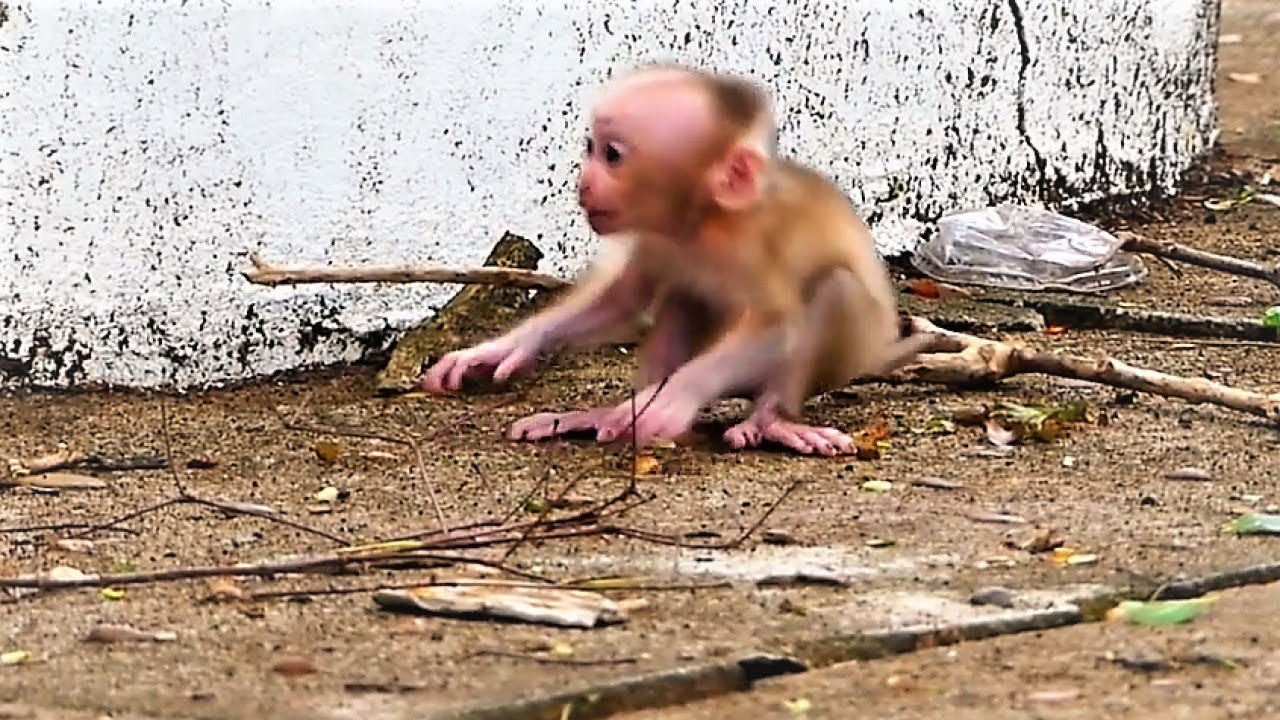 Adorable Albert Is Slapped by Chamon Monkey with One Strong Hand, Albert Feels Hugely Fear