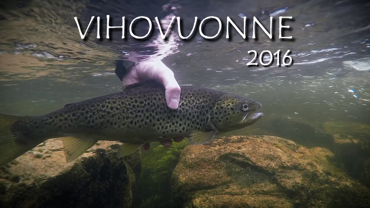 Vihovuonne heinäkuu 2016