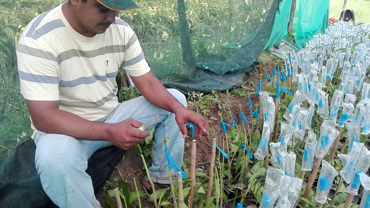 Injertos en vivero el pionero