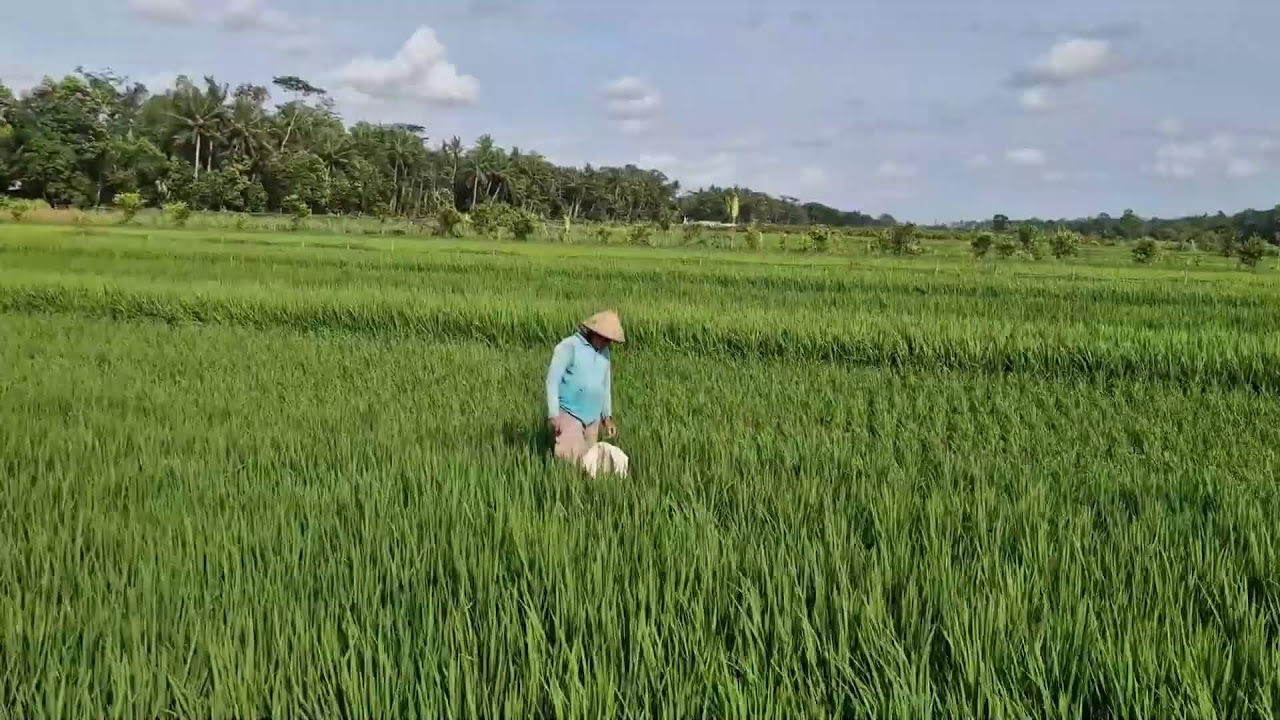 THE SECRET OF SMART RICE FERTILIZER CARE TO ACHIEVE THE BEST HARVEST RESULTS!  -Agriculture Farming