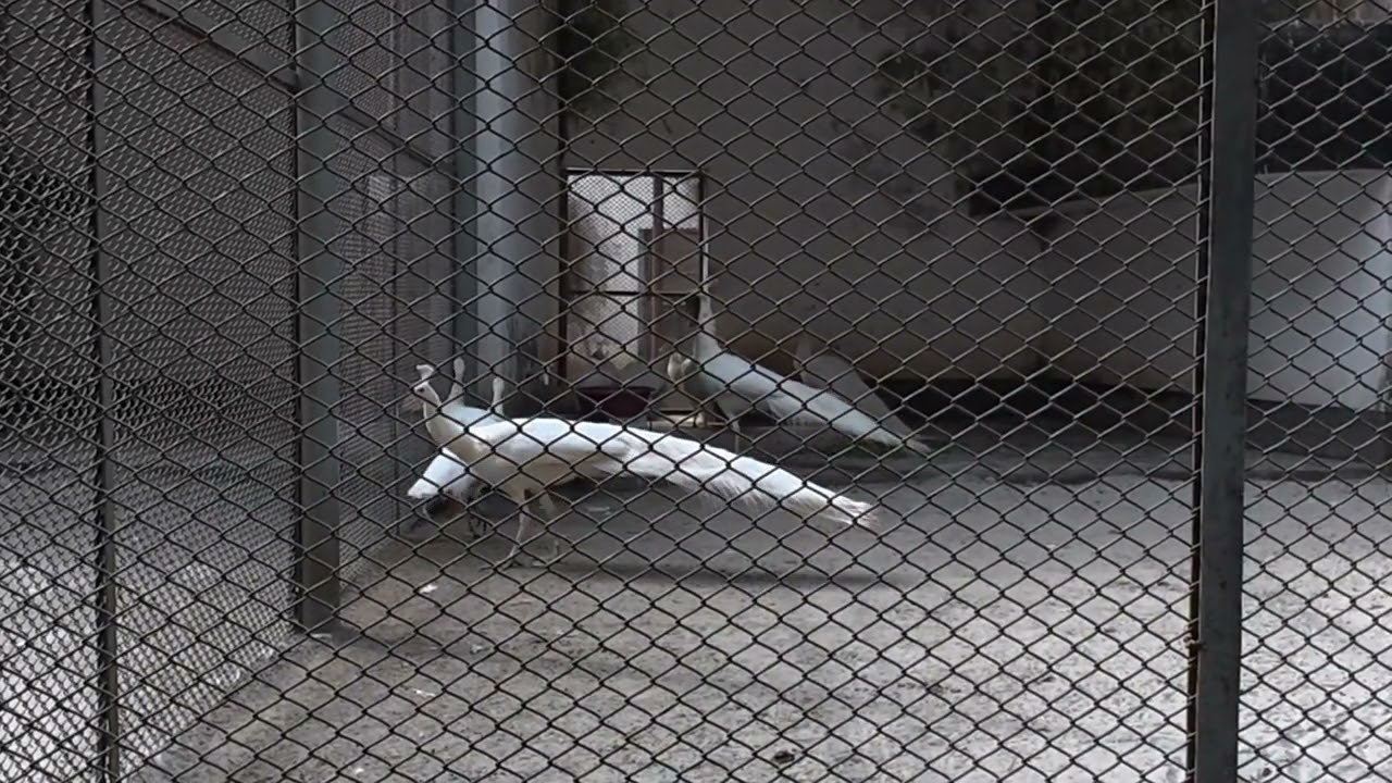 White Peacock (সাদা ময়ূর) | Never see before white peacock in any place
