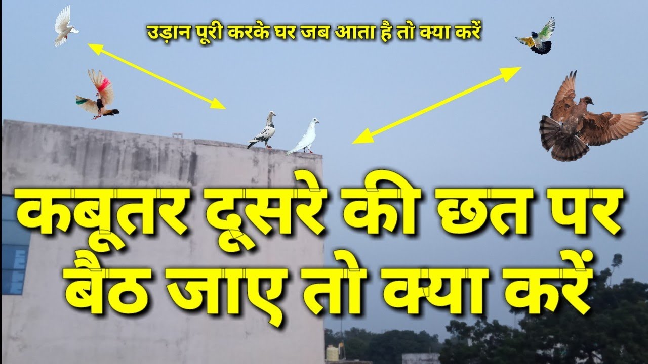 Kabutar dusre ki chhat pr baith jaye to kya kare